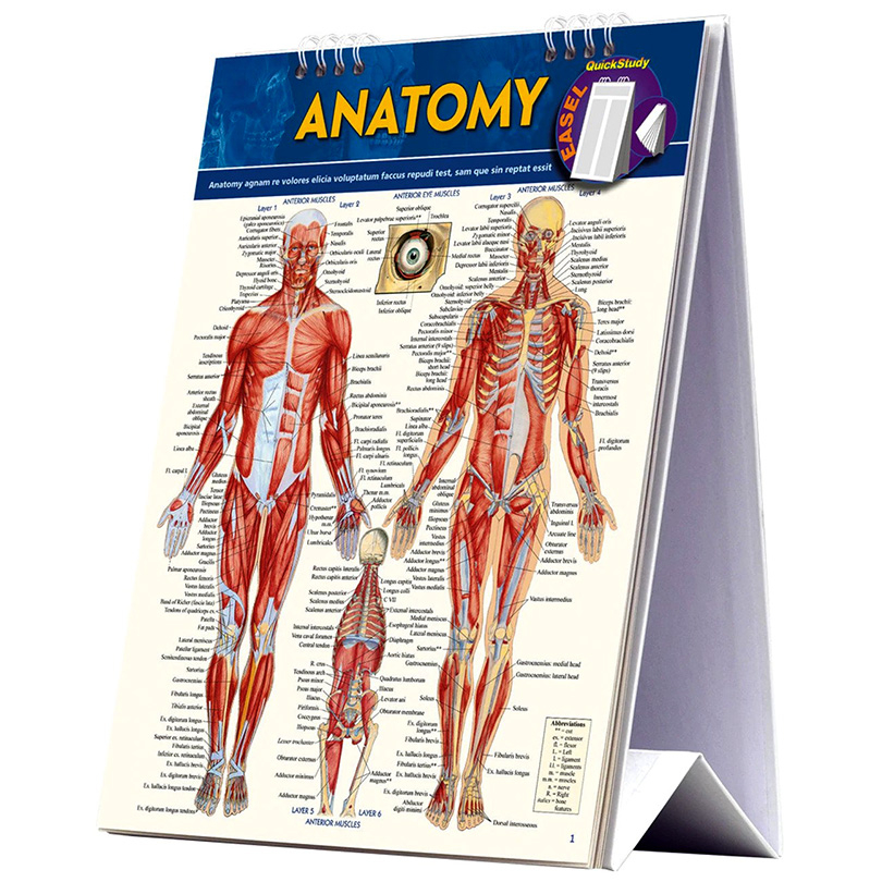 Anatomy Easel Book: A Quickstudy Reference Tool