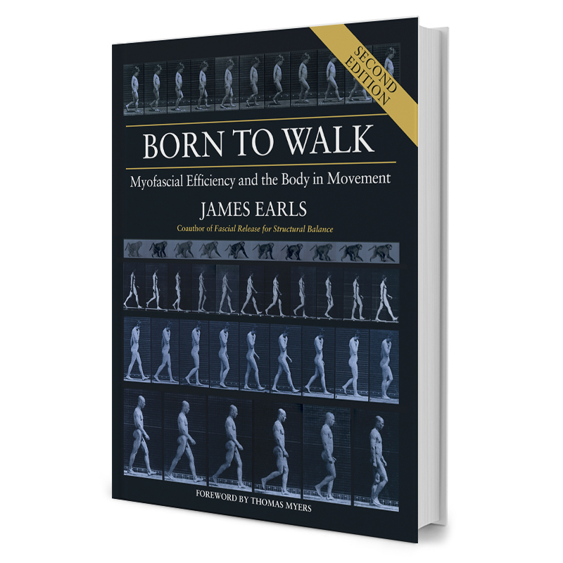 Born To Walk: Myofascial Efficiency And The Body In Movement