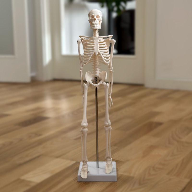Skelet 45 Cm
